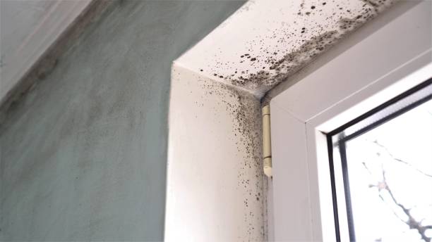 Best Office Mold Removal Services  in Grosse Pointe Farms, MI