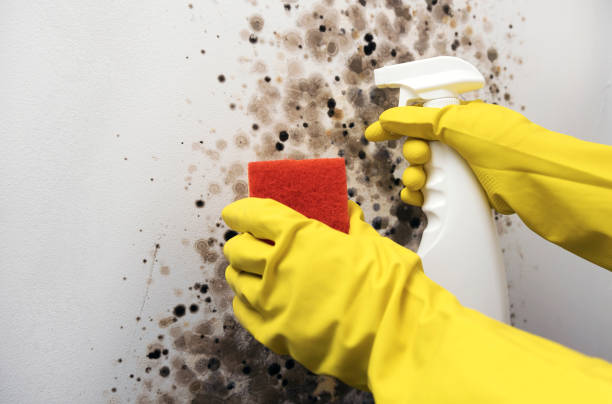Best Office Mold Removal Services  in Grosse Pointe Farms, MI