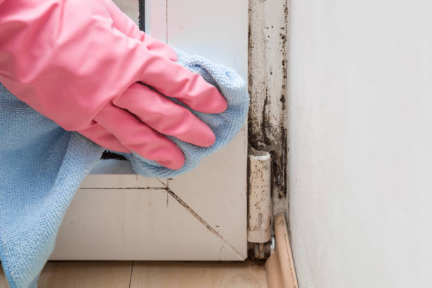 Best Certified Mold Removal  in Grosse Pointe Farms, MI
